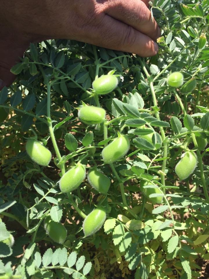 Elaboración de proyectos agronómicos e informes técnicos para inversiones agrícolas en Cádiz