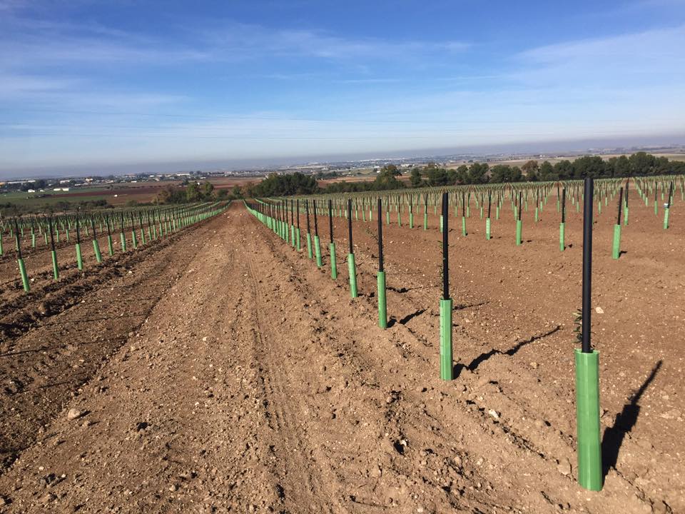 Dirección técnica de cultivos de secano y regadío: olivar, viña y cereales en Andalucía