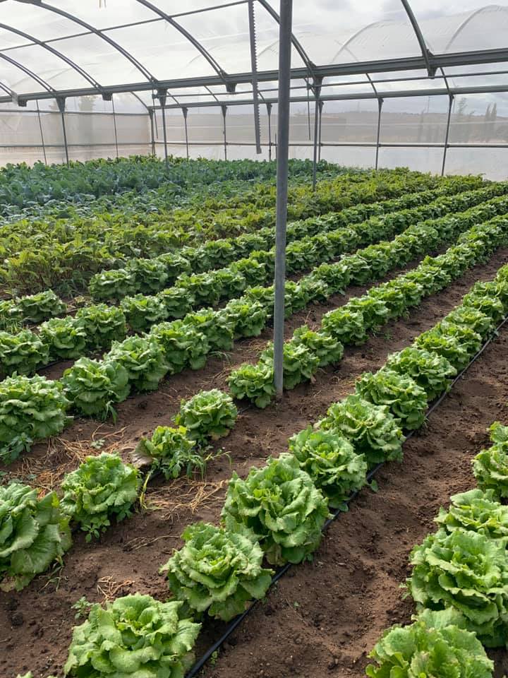 Especialista en gestión y administración de fincas agrícolas en Jerez de la Frontera, Cádiz
