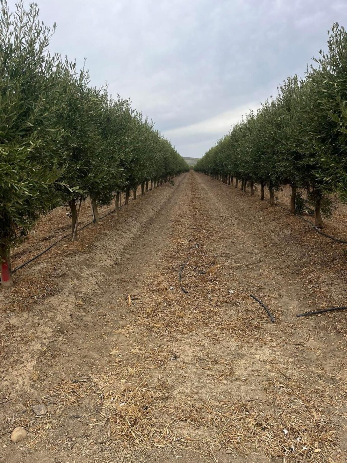 Asesoría en Gestión Integrada de Plagas (GIP) y producción agraria sostenible en España
