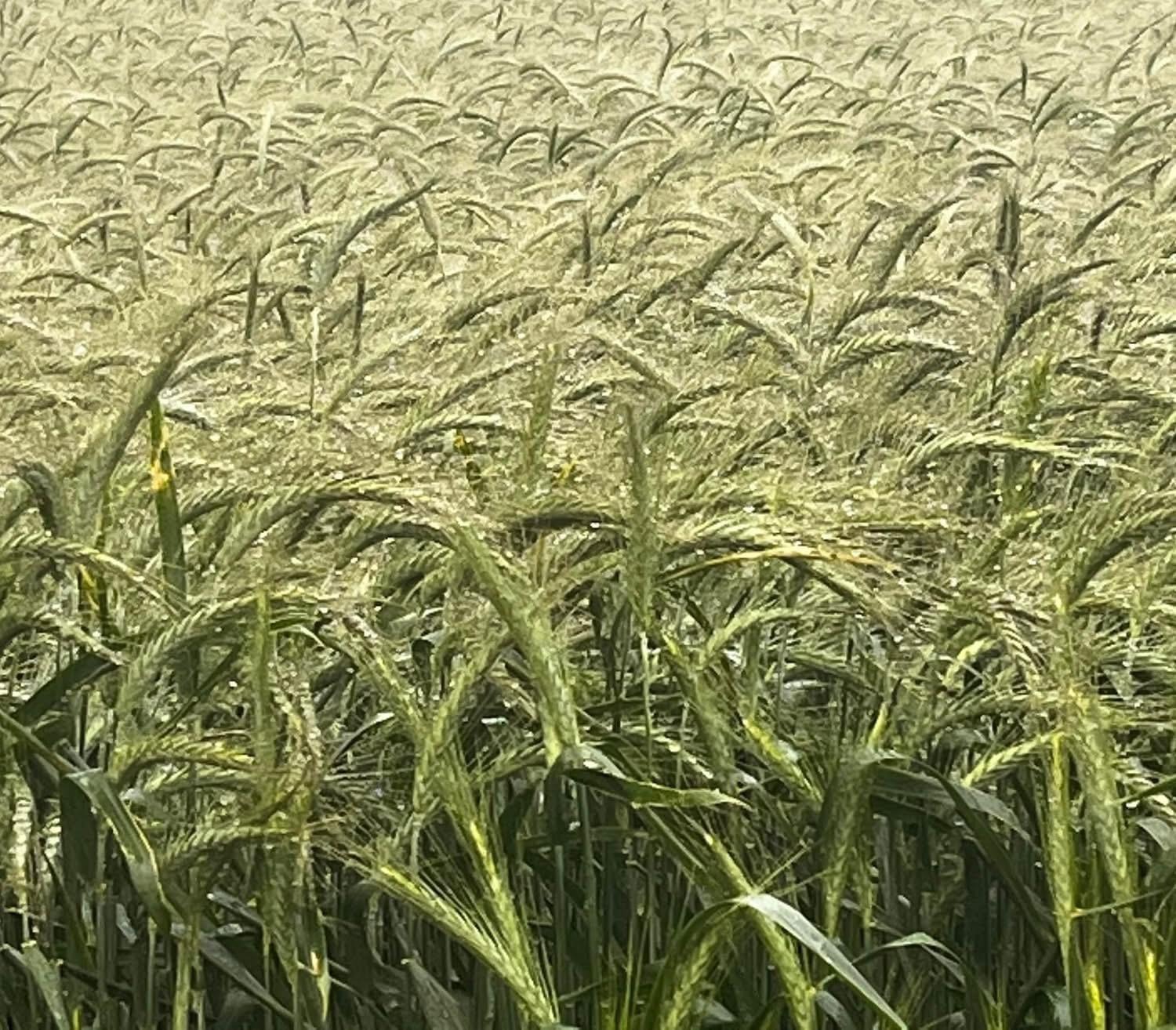 Contacto para servicios de consultoría agrícola y administración de explotaciones en Cádiz