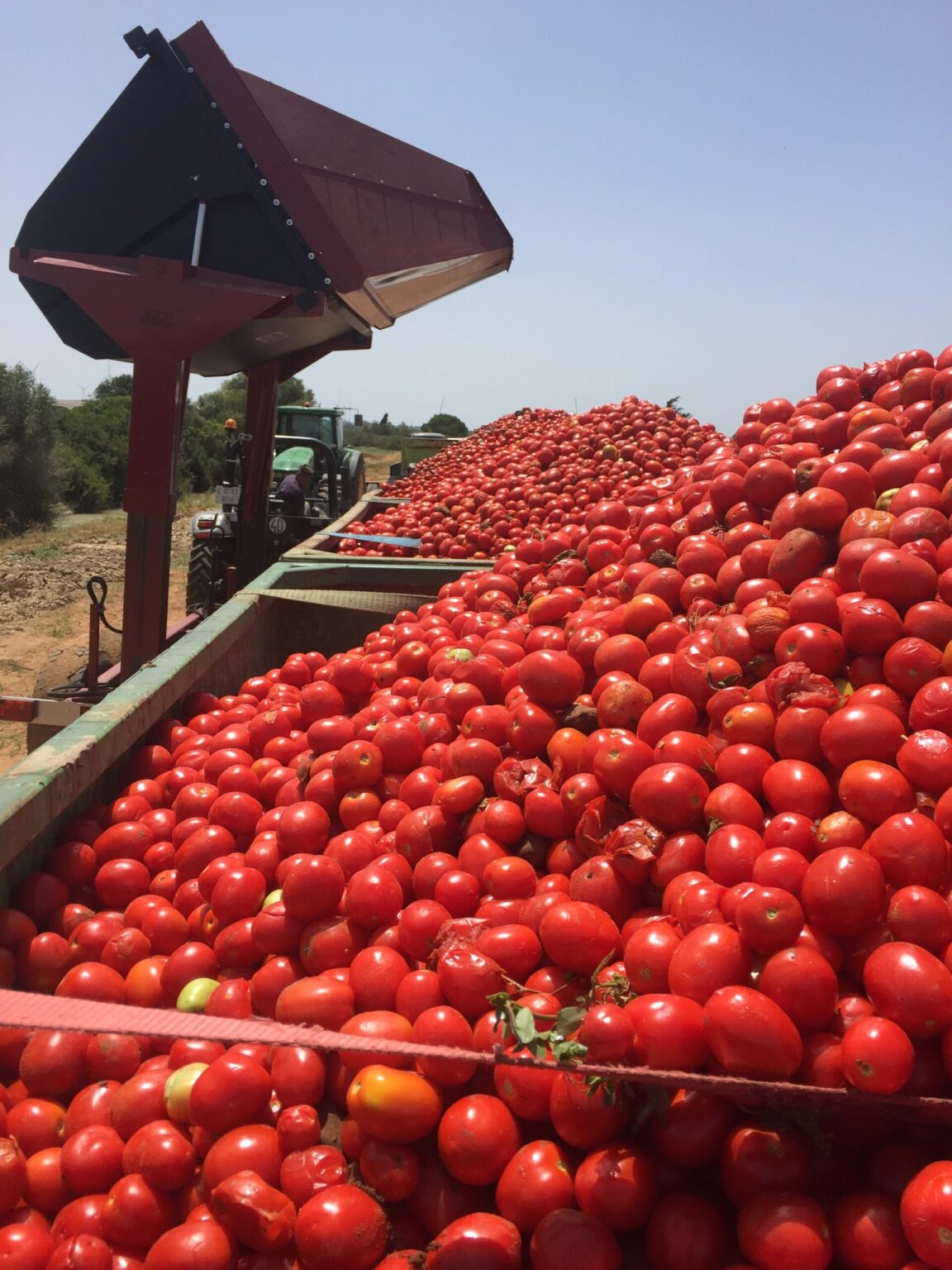 Consultoría agrícola independiente basada en el rigor técnico y la optimización de insumos